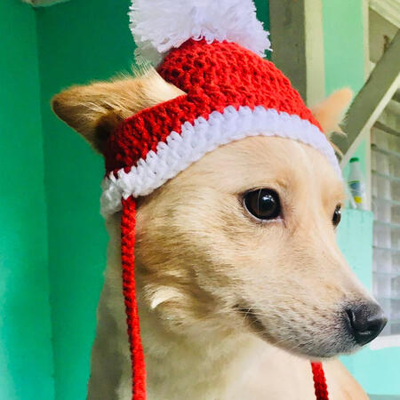 A cute dog wearing a handmade red and white Santa crochet hat with pom-poms, perfect for holiday pet fashion.
