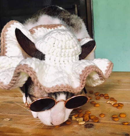 stylish cat wearing a handmade white crochet hat with a beige trim and tiny round sunglasses.
